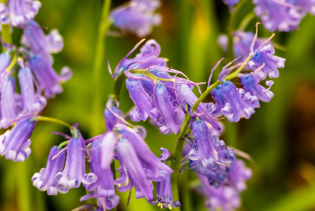 Pobūdį,  Gėlė,  Kraštovaizdis,  Augalų,  Medis,  Pavasaris,  Miškas,  Bluebell,  Mėlynas, Nemokamos Nuotraukos