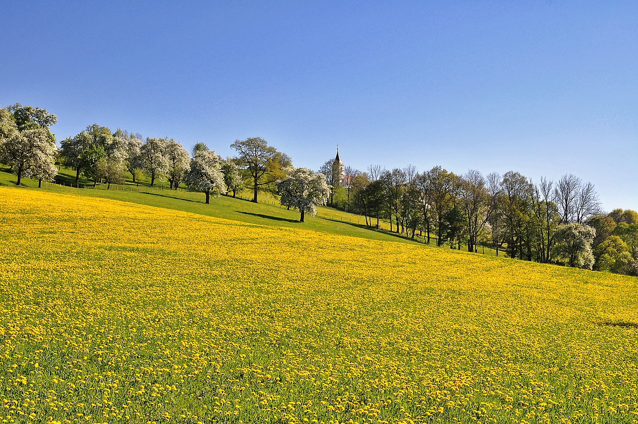 Pobūdį,  Kraštovaizdis,  Meadow,  Kiaulpienės Pieva,  Žiedas,  Žydi,  Gėlės,  Pavasaris,  Mėlynas Dangus,  Šviesus