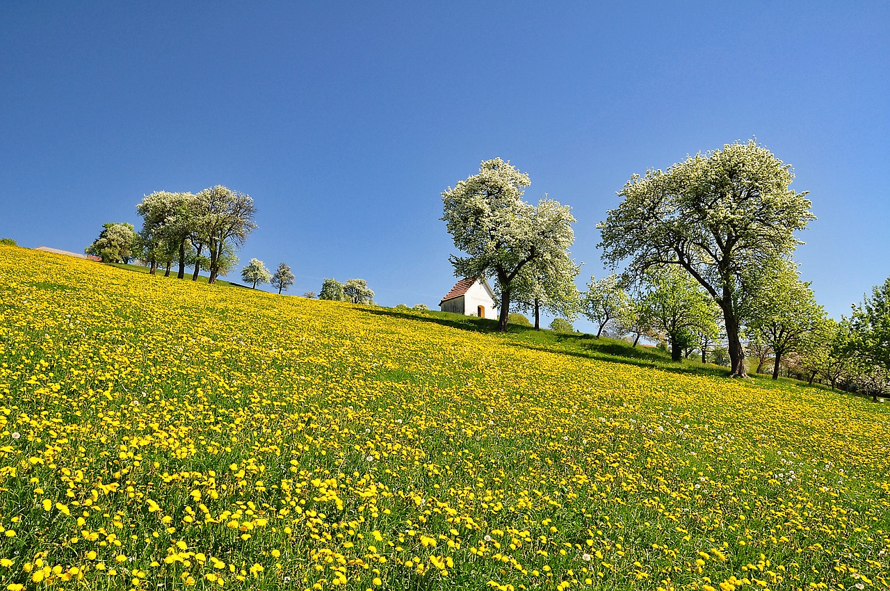 Pobūdį,  Kraštovaizdis,  Pavasaris,  Suklestėjimas,  Žiedas,  Kriaušių Žiedas,  Kiaulpienė,  Meadow,  Kiaulpienės Pieva,  Mėlynas Dangus