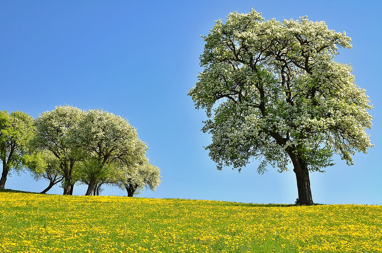 Pobūdį,  Kraštovaizdis,  Pavasaris,  Suklestėjimas,  Žiedas,  Kriaušių Žiedas,  Kiaulpienė,  Meadow,  Kiaulpienės Pieva,  Mėlynas Dangus