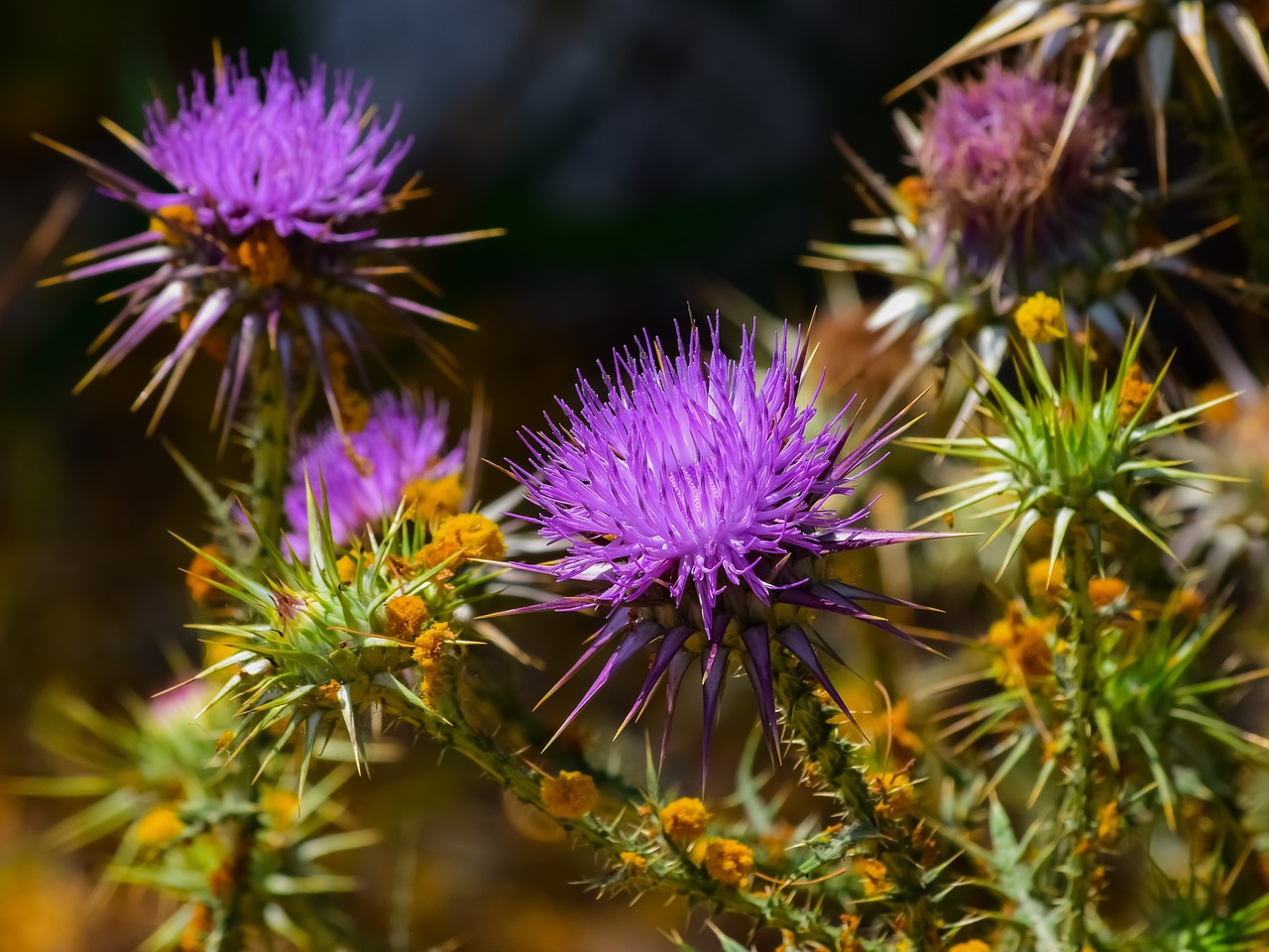 Pobūdį,  Gėlė,  Floros,  Dygliuotas,  Stuburo,  Thistle,  Wildflower,  Žydi,  Sharp,  Laukinis