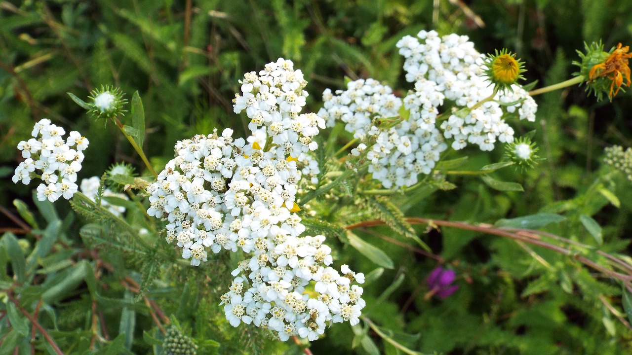 Pobūdį,  Gėlė,  Floros,  Lapų,  Vasara, Nemokamos Nuotraukos,  Nemokama Licenzija