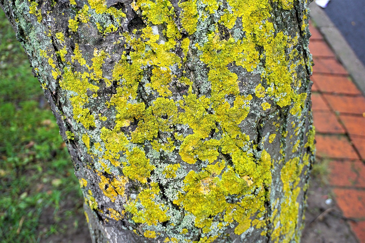 Pobūdį,  Floros,  Gėlė,  Medis,  Lapų,  Augimas,  Lauke, Nemokamos Nuotraukos,  Nemokama Licenzija