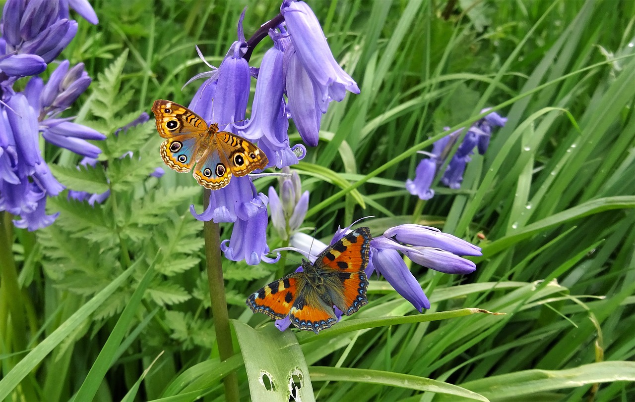 Pobūdį,  Gėlė,  Floros,  Vasara,  Sodas,  Bluebells,  Žydi,  Iš Arti,  Drugelis,  Drugeliai