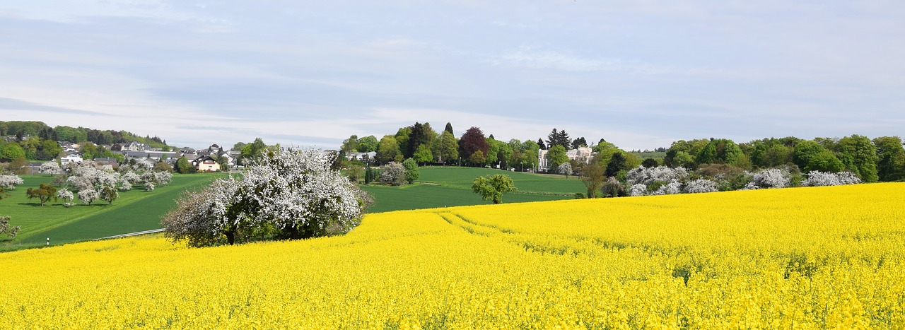 Pobūdį,  Panorama,  Žemdirbystė,  Laukas,  Kraštovaizdis,  Pavasaris,  Laukas Rapsų, Nemokamos Nuotraukos,  Nemokama Licenzija