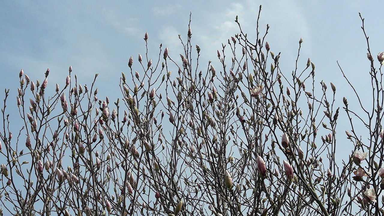 Pobūdį,  Sezonas,  Esančio Dangaus Kupolo,  Pavasaris,  Magnolija,  Didelis, Nemokamos Nuotraukos,  Nemokama Licenzija