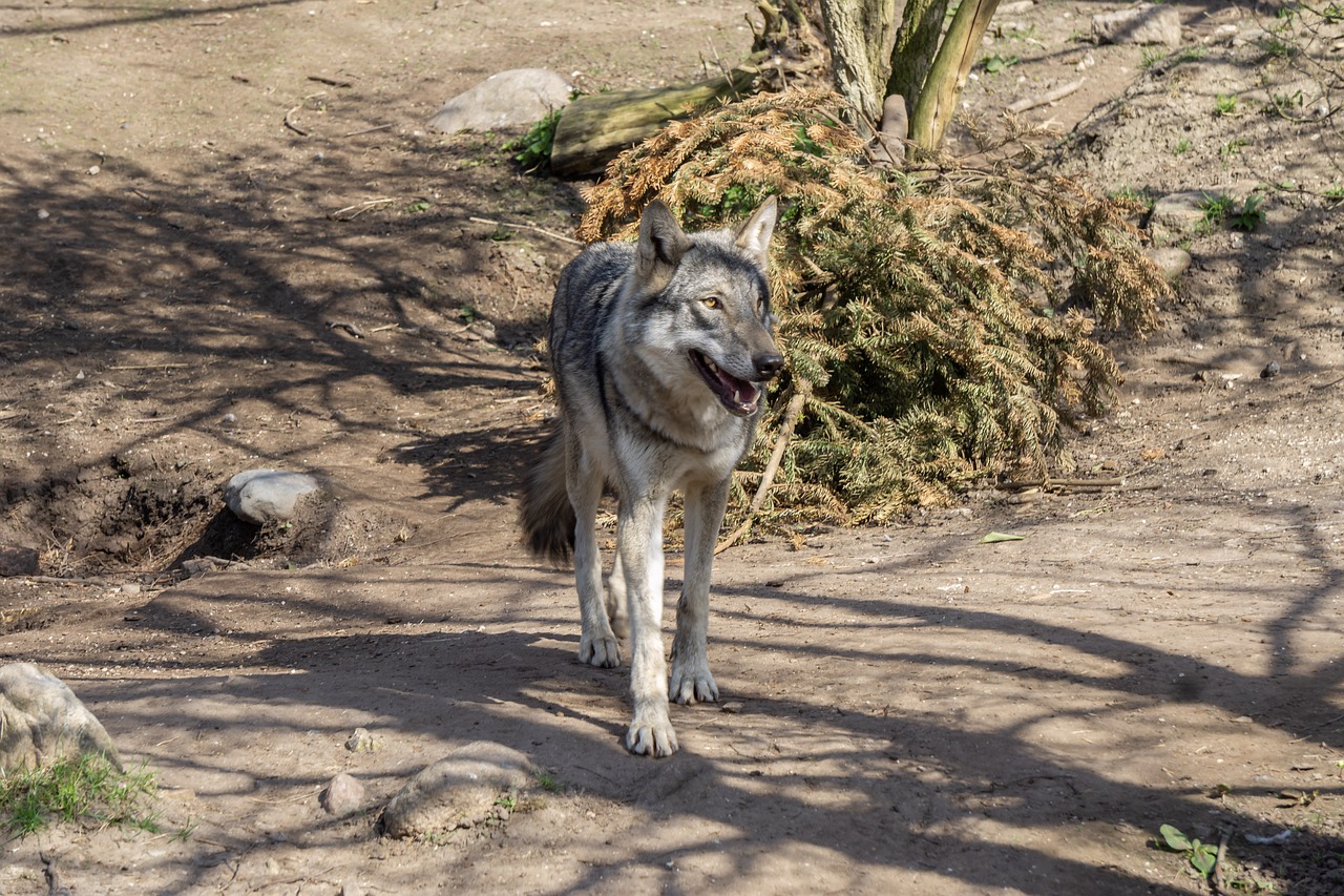 Pobūdį,  Gyvūnas,  Laukinių,  Vilkas,  Gyvūnijos Pasaulyje,  Predator,  Zoo,  Wild Live,  Laisvas,  Laukinis Gyvūnas