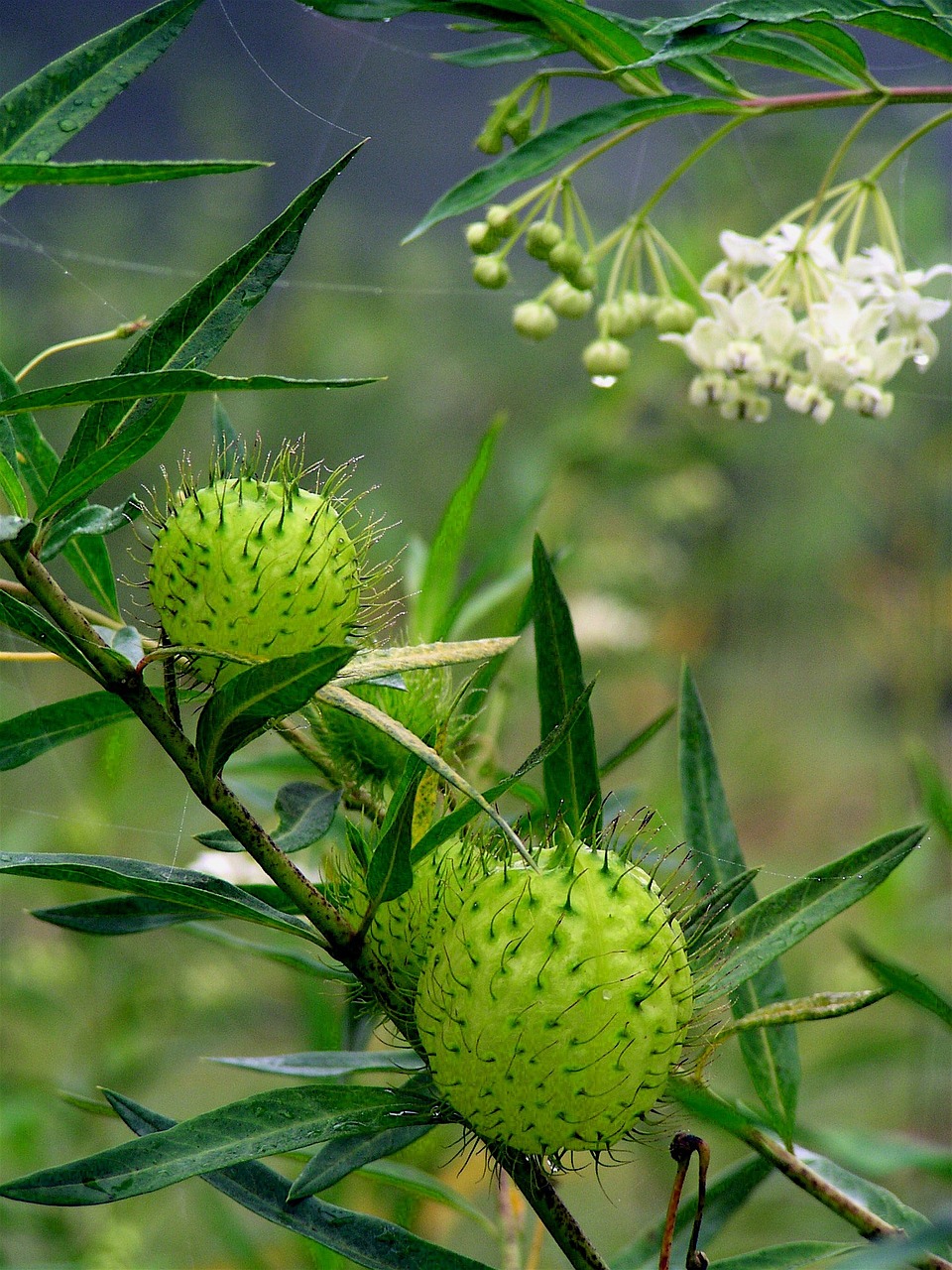 Gamta, Budas, Fauna, Žydi, Žiedas, Sodas, Wildflower, Laukinis Augalas, Žydėti, Nemokamos Nuotraukos