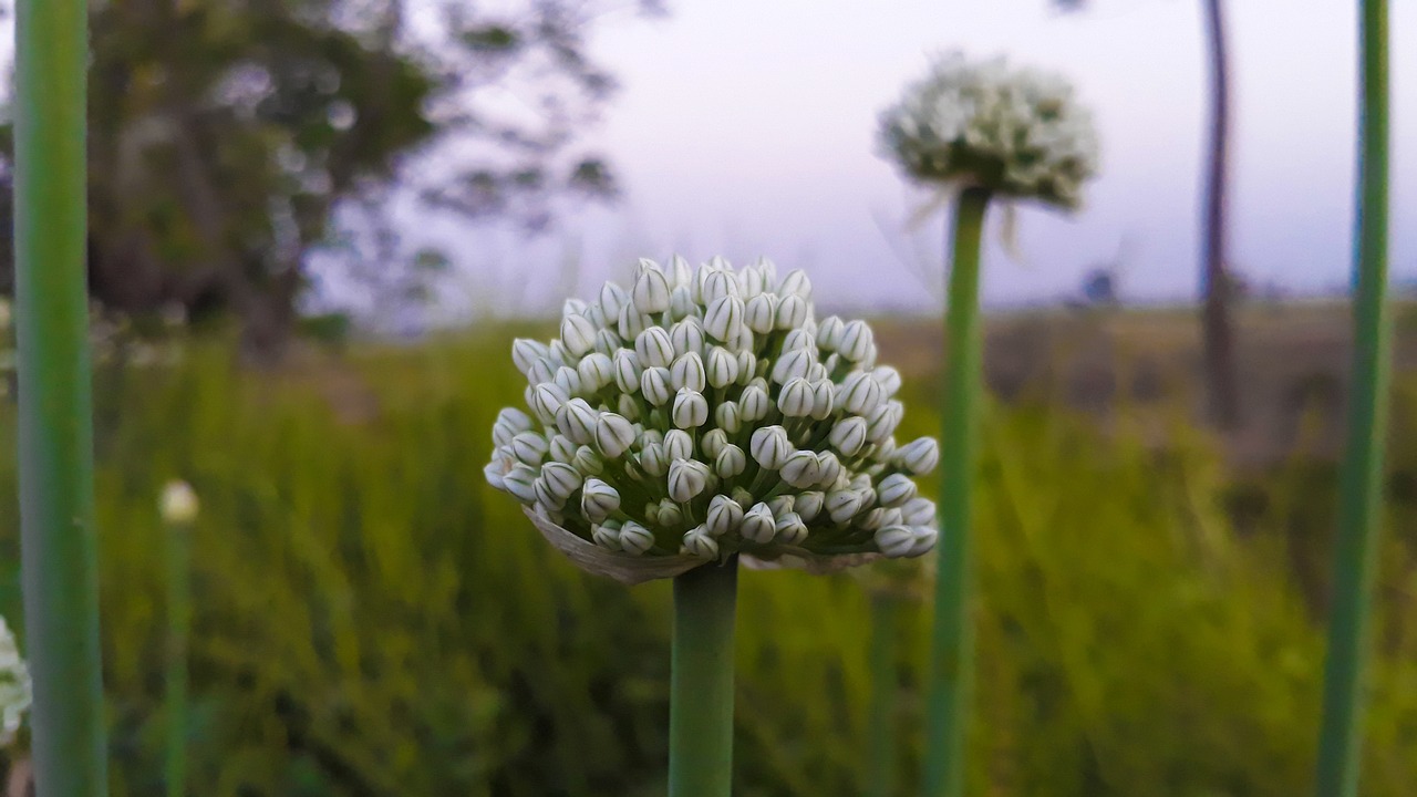 Pobūdį,  Gėlė,  Žolė,  Floros,  Laukas,  Lauke,  Hayfield,  Vasara,  Sezonas,  Augimas