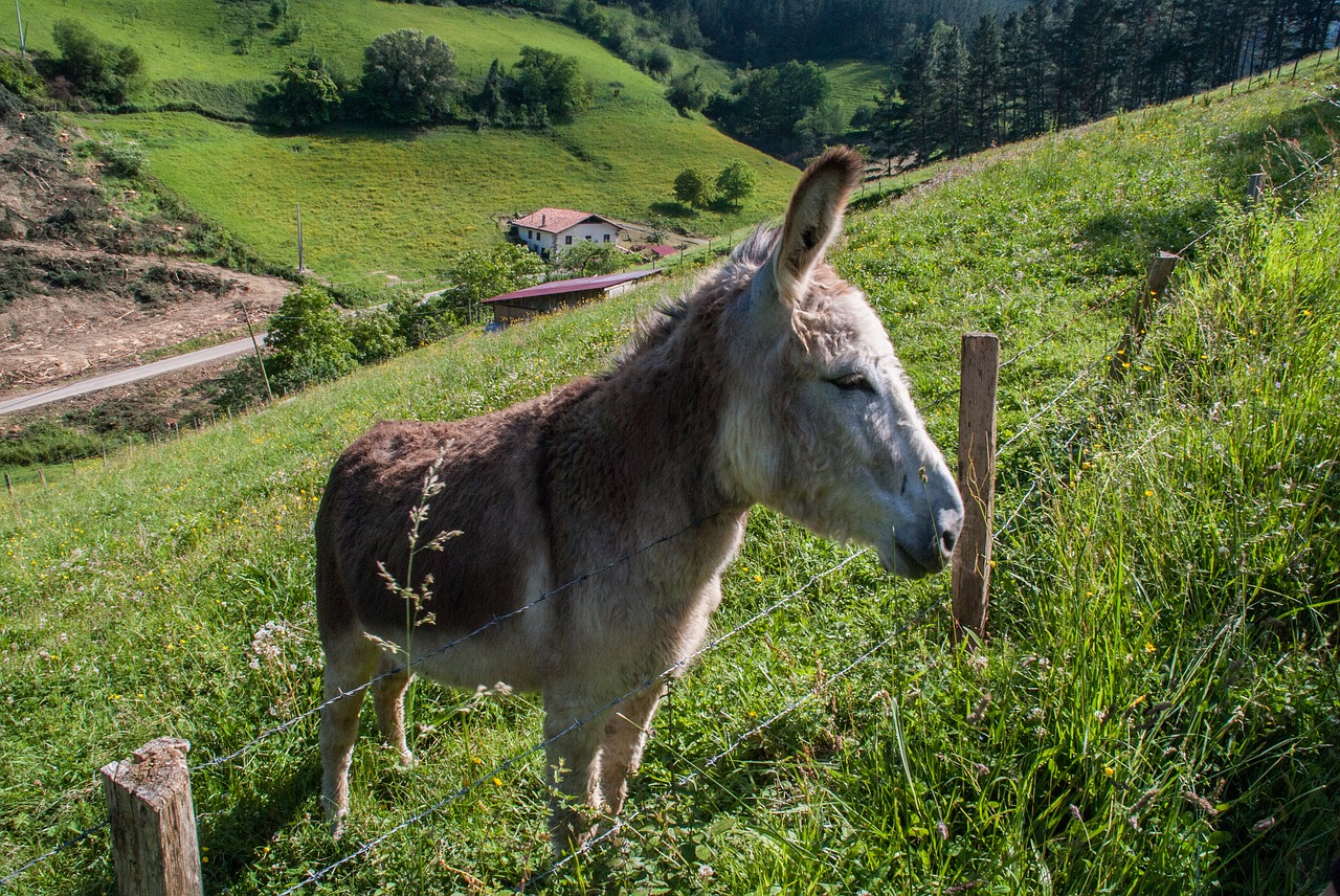 Pobūdį,  Vejos,  Henar,  Laukas,  Ūkis,  Kaimo Vietovė,  Asilas,  Asilas,  Kraštovaizdis,  Animalia