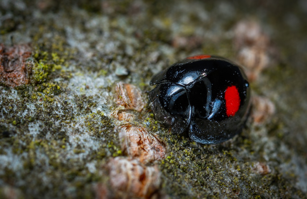 Pobūdį,  Bespozvonochnoe,  Lauke,  Vabzdys,  Gyvūnai,  Boružė,  Makro,  Coleoptera, Nemokamos Nuotraukos,  Nemokama Licenzija