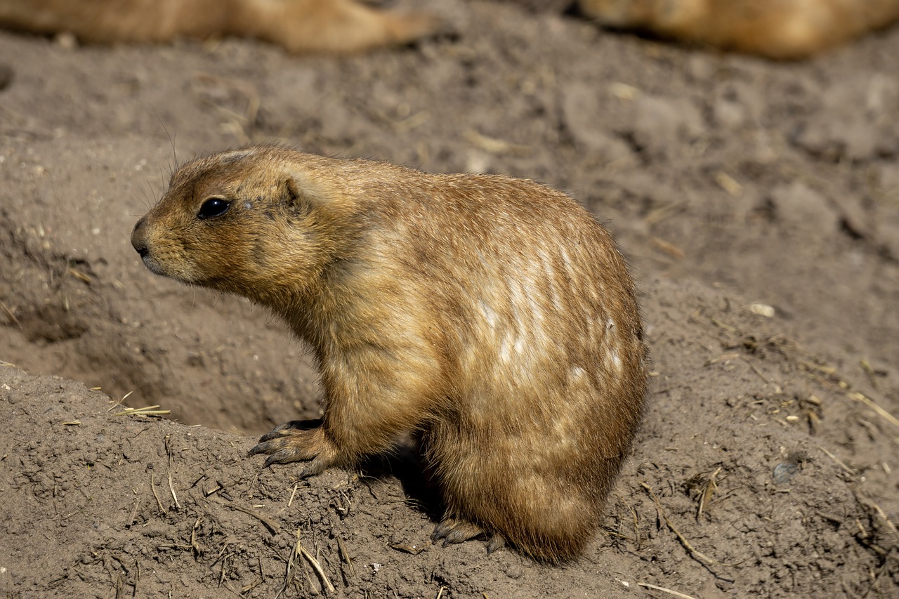 Pobūdį,  Mielas,  Mažas,  Gyvūnijos Pasaulyje,  Žinduolis,  Parkas,  Aplinka,  Laukinių,  Sėdėti,  Graužikų