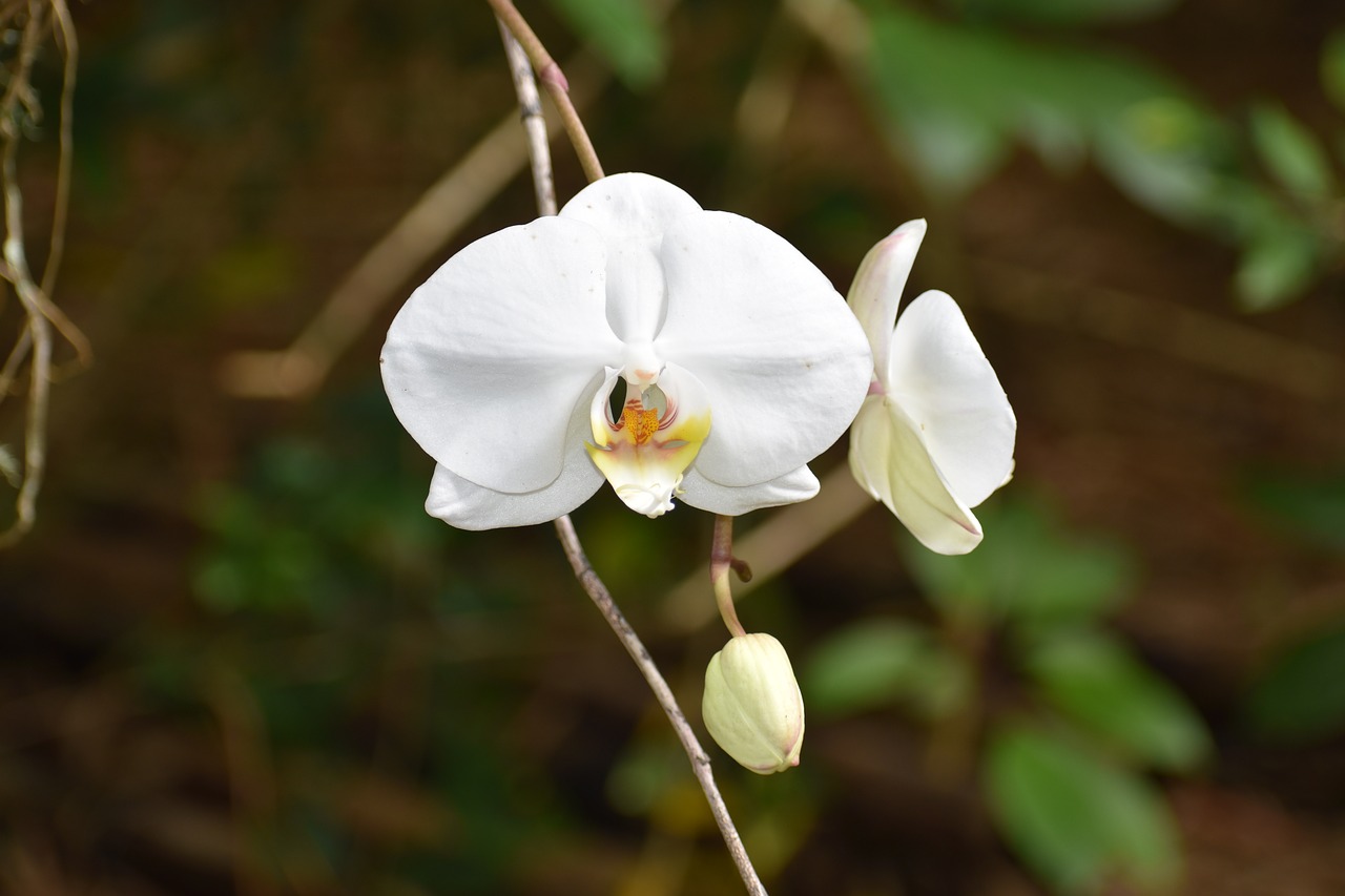 Pobūdį,  Floros,  Gėlė,  Žiedlapis,  Lapų,  Orchidėja, Nemokamos Nuotraukos,  Nemokama Licenzija