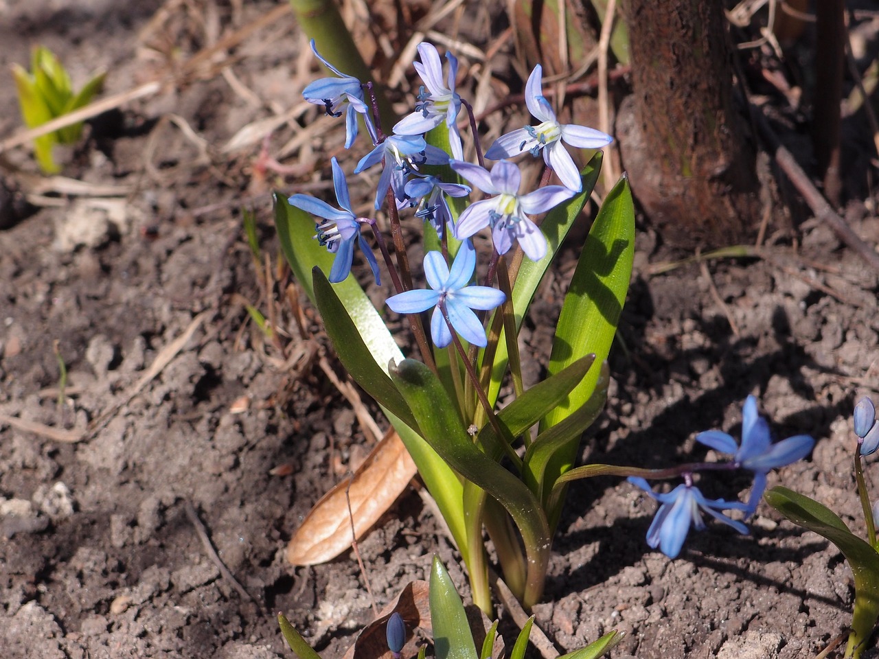 Pobūdį,  Augalų,  Gėlė,  Lapas,  Sezonas,  Pavasaris,  Scilla, Nemokamos Nuotraukos,  Nemokama Licenzija