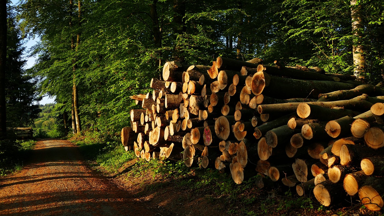 Pobūdį,  Miškas,  Holzstapel,  Ryto Saulė,  Miško Kelias, Nemokamos Nuotraukos,  Nemokama Licenzija