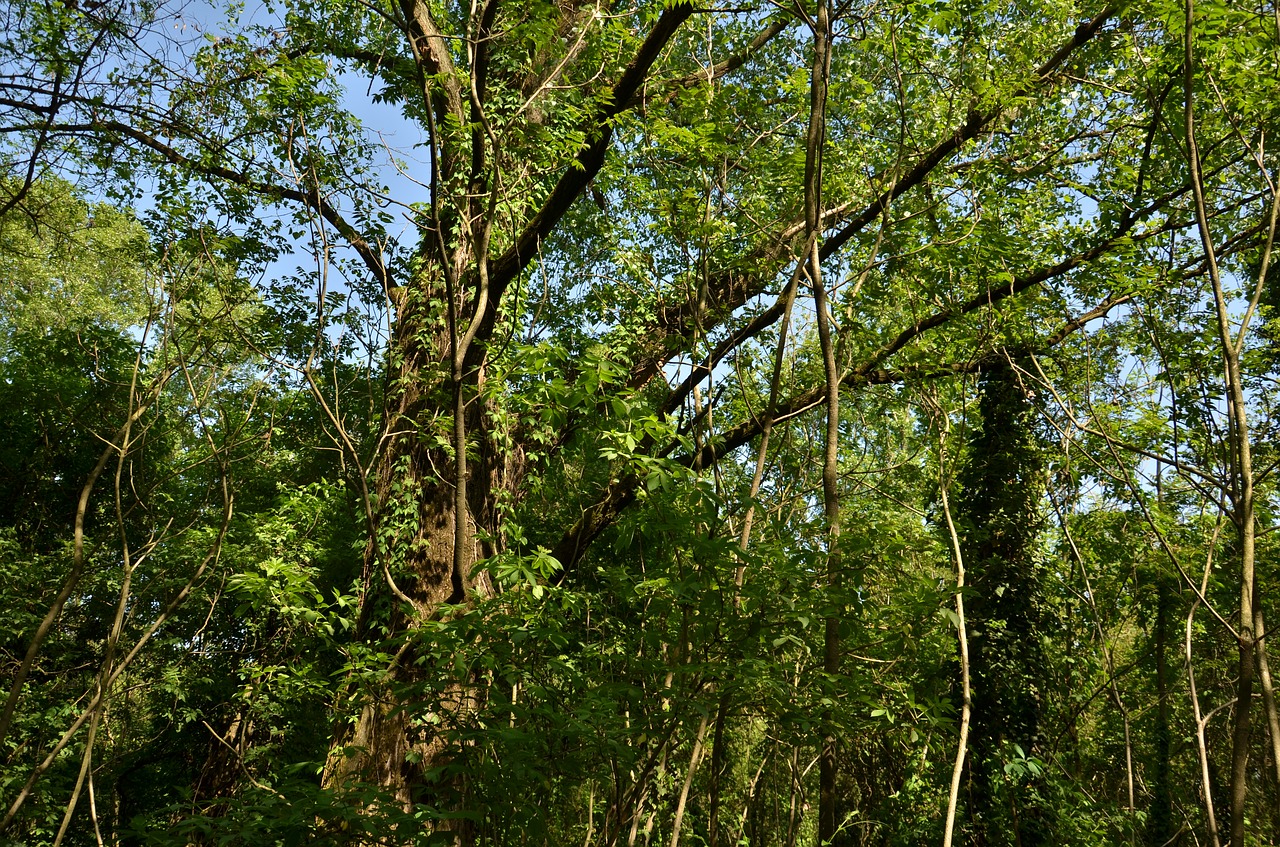 Pobūdį,  Mediena,  Medis,  Floros,  Kraštovaizdis,  Vasara,  Filialas,  Lauke,  Laukinis, Nemokamos Nuotraukos