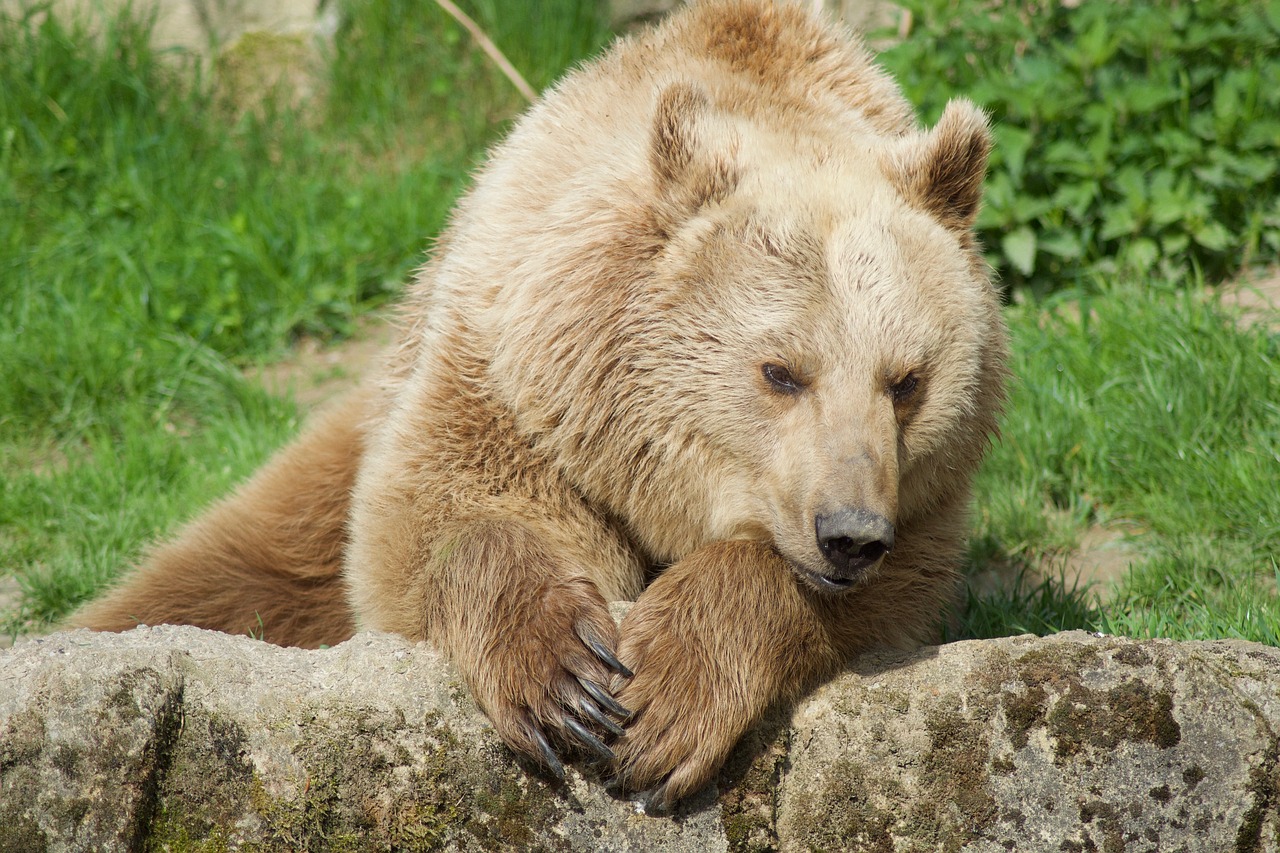 Pobūdį,  Gyvūnijos Pasaulyje,  Žinduolis,  Gyvūnas, Nemokamos Nuotraukos,  Nemokama Licenzija