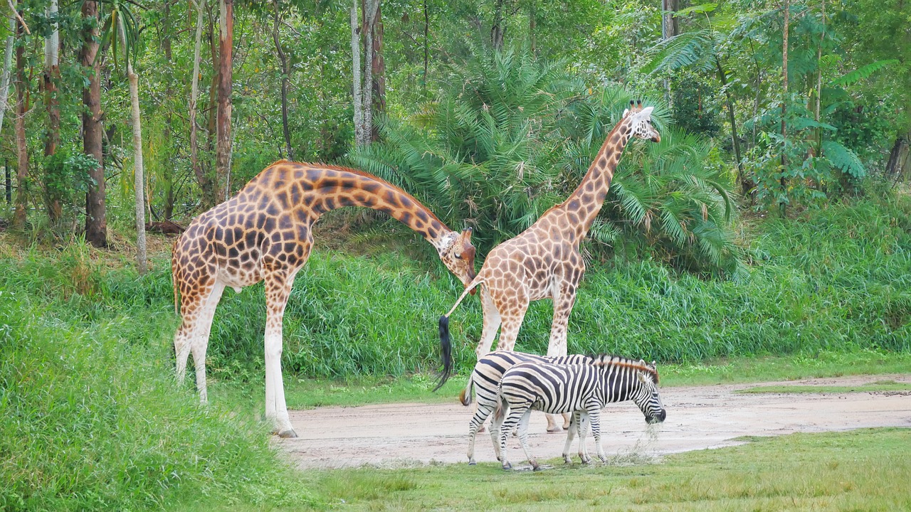 Pobūdį,  Gyvūnijos,  Žirafa,  Gyvūnas,  Žolė,  Zebras, Nemokamos Nuotraukos,  Nemokama Licenzija