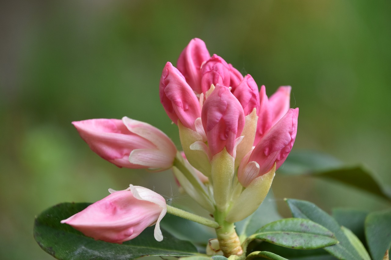 Pobūdį,  Gėlė,  Augalų,  Lapų,  Sodas,  Rhododendron,  Lapai, Nemokamos Nuotraukos,  Nemokama Licenzija