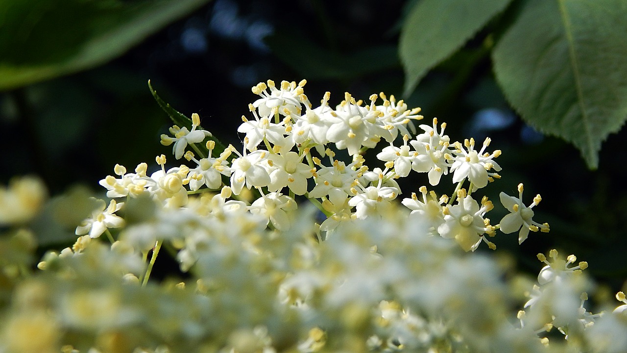 Pobūdį,  Gėlė,  Augalų,  Lauke,  Elderflower,  Makro, Nemokamos Nuotraukos,  Nemokama Licenzija