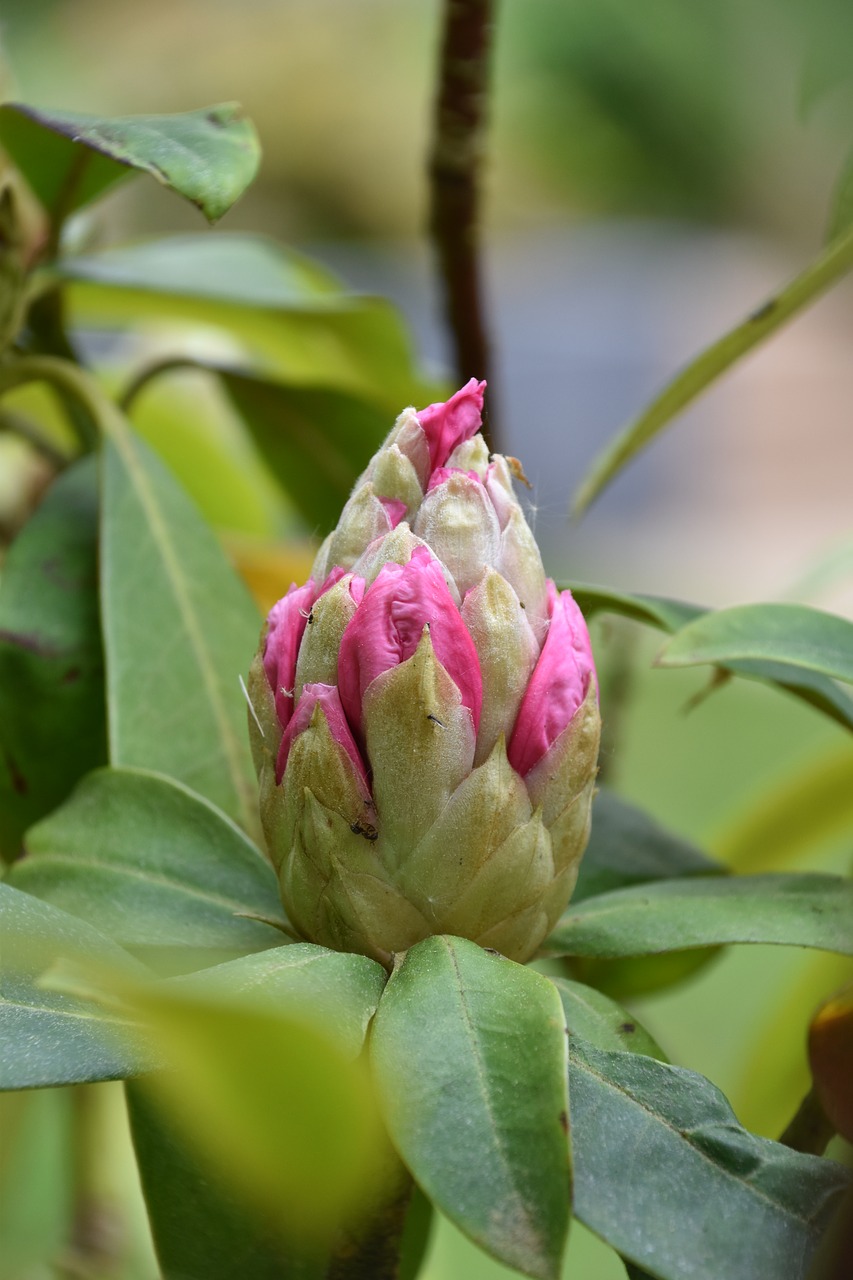 Pobūdį,  Augalų,  Lapų,  Gėlė,  Sodas,  Bud,  Rhododendron,  Gėlių Sodas,  Pavasaris, Nemokamos Nuotraukos