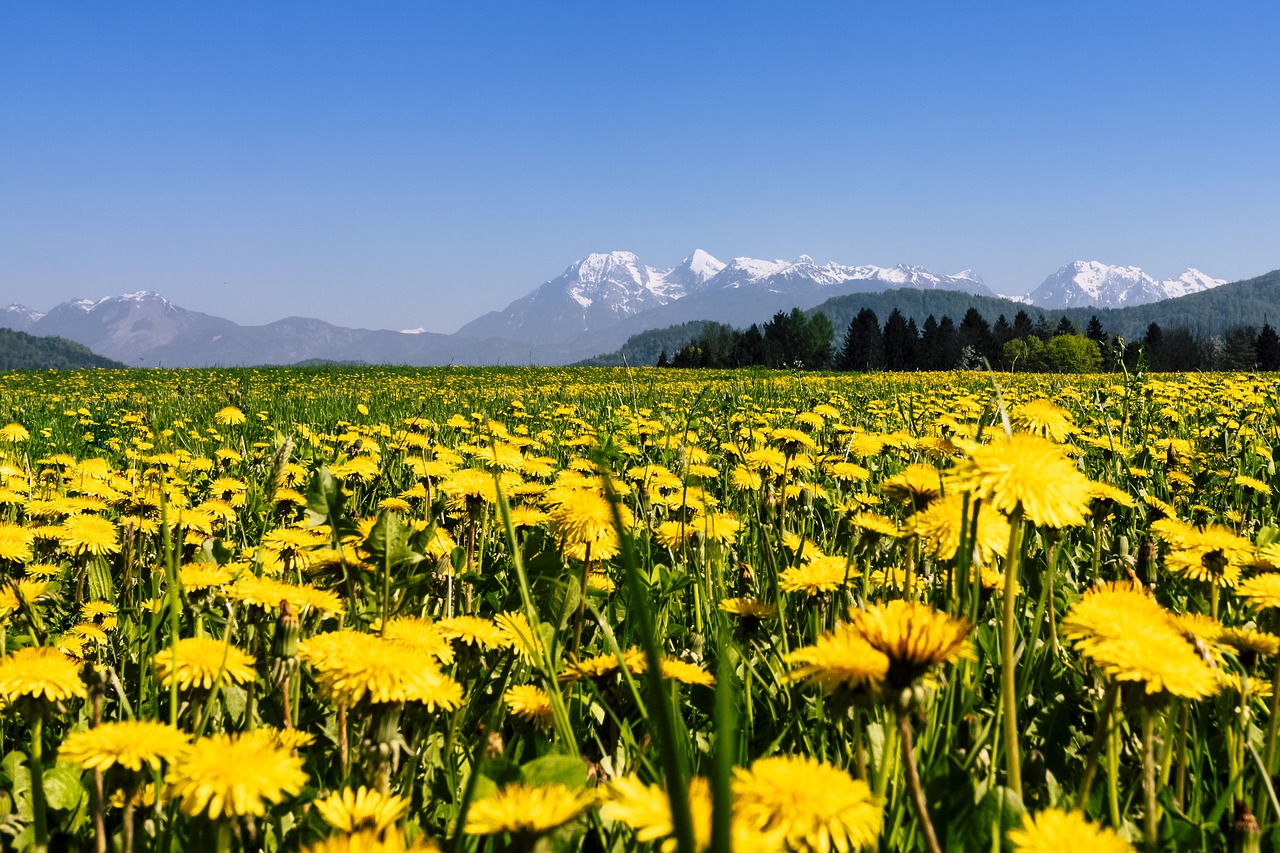 Pobūdį,  Hayfield,  Vasara,  Žolė,  Laukas,  Kiaulpienė,  Floros,  Kaimo,  Lauke,  Gėlė