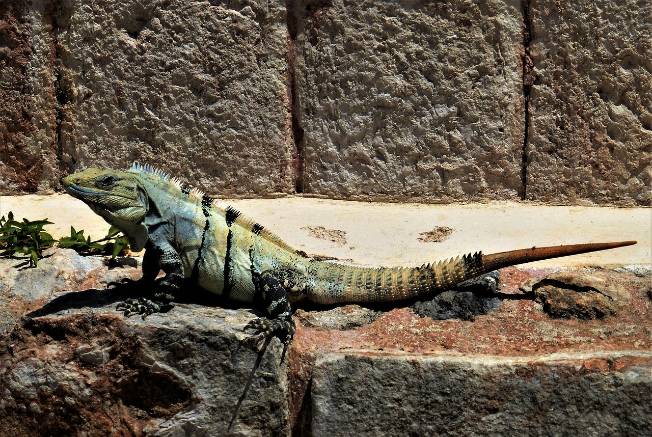 Pobūdį,  Roplys,  Iguana,  Meksika,  Laukinių,  Gyvūnas,  Žalioji Iguana,  Dinozauras, Nemokamos Nuotraukos,  Nemokama Licenzija