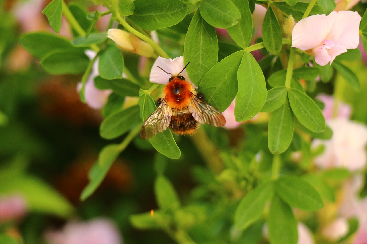 Pobūdį,  Lapų,  Augalų,  Sodas,  Hummel,  Apdulkinimas,  Vabzdys, Nemokamos Nuotraukos,  Nemokama Licenzija