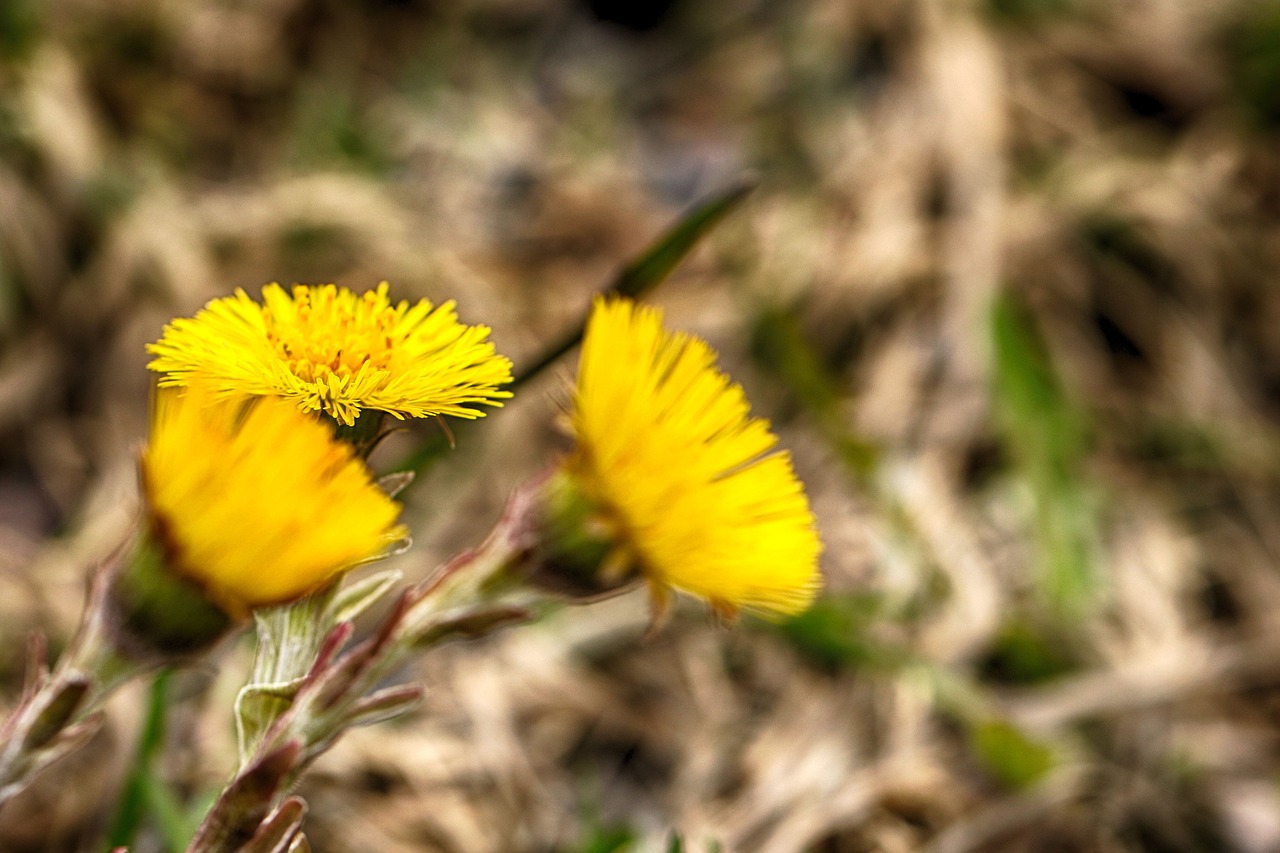 Pobūdį,  Floros,  Gėlė,  Gėlių,  Iš Arti,  Pavasaris, Nemokamos Nuotraukos,  Nemokama Licenzija