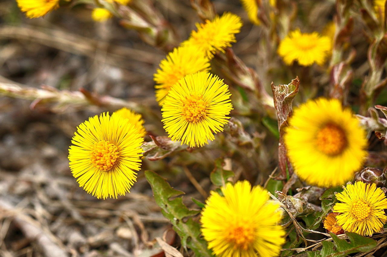 Pobūdį,  Floros,  Gėlė,  Lauke,  Pavasaris, Nemokamos Nuotraukos,  Nemokama Licenzija