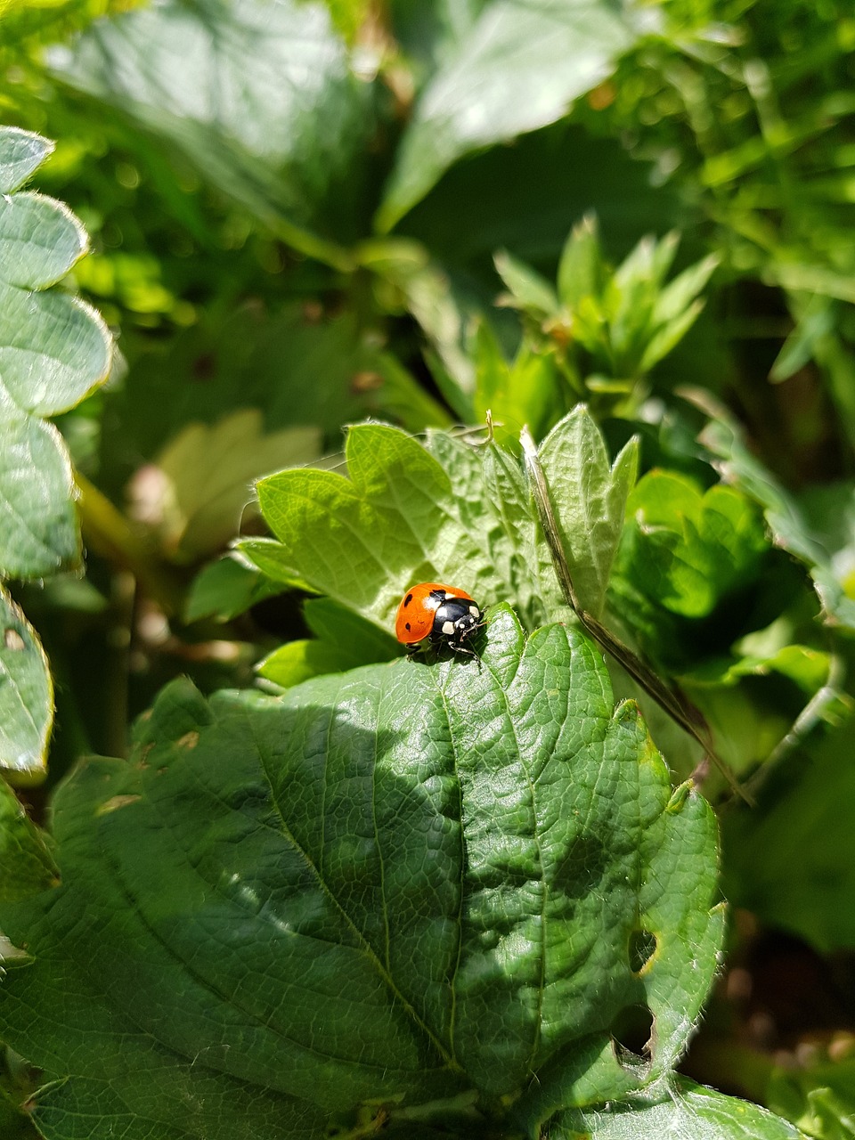 Pobūdį,  Lapų,  Lauke,  Floros,  Maisto,  Boružė,  Žemuogė, Nemokamos Nuotraukos,  Nemokama Licenzija