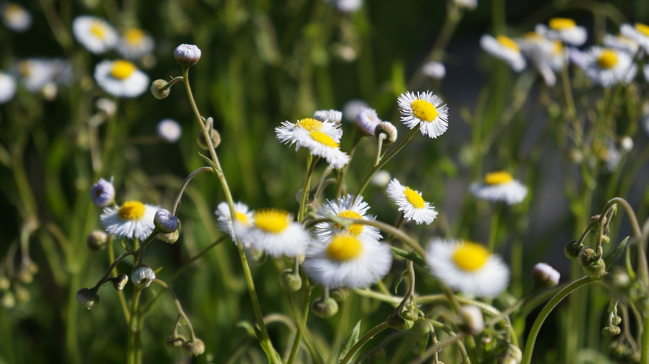 Pobūdį,  Floros,  Gėlė,  Vasara,  Hayfield,  Wildflower,  Natūralus,  Meadow,  Lauko,  Žiedas