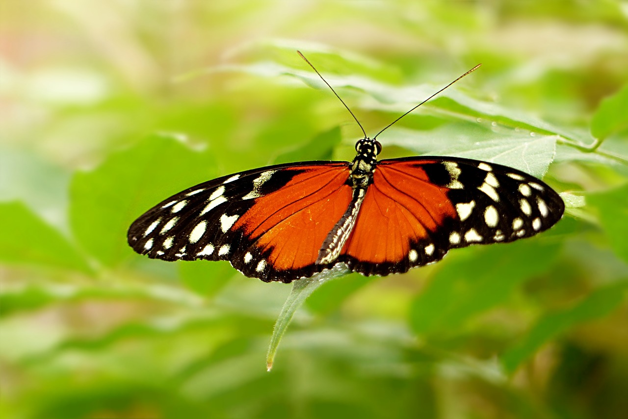 Pobūdį,  Vabzdys,  Drugelis,  Usninukas,  Lepidoptera,  Juoda Ir Balta Taškuotą,  Oranžinė,  Sparnai Atviri, Nemokamos Nuotraukos,  Nemokama Licenzija