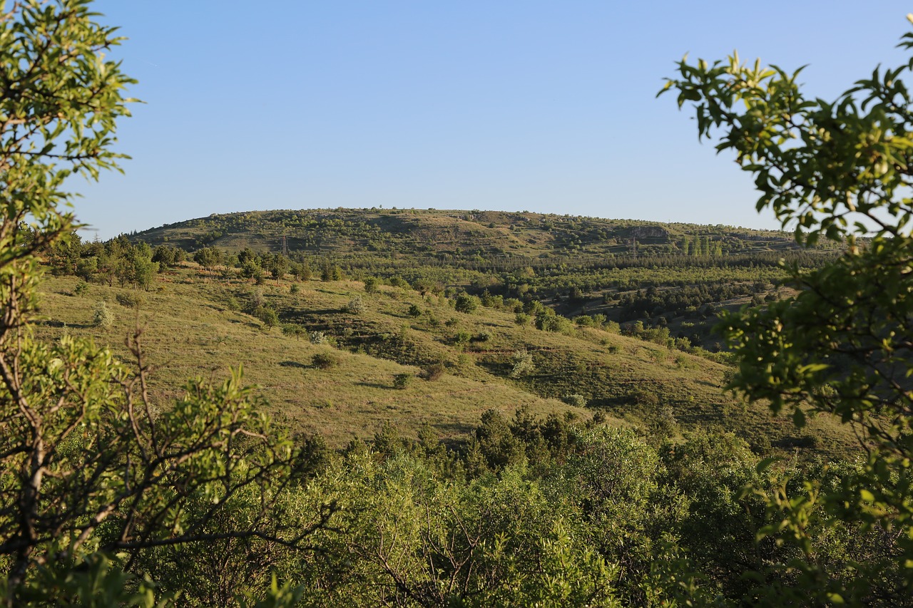 Pobūdį,  Medis,  Dangus, Nemokamos Nuotraukos,  Nemokama Licenzija