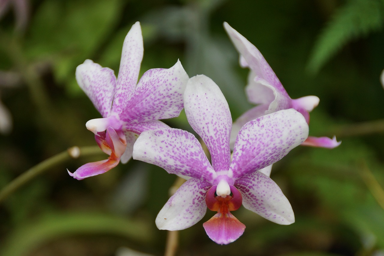 Pobūdį,  Gėlė,  Floros,  Žiedlapis,  Tropical,  Egzotiškas,  Iš Arti, Nemokamos Nuotraukos,  Nemokama Licenzija