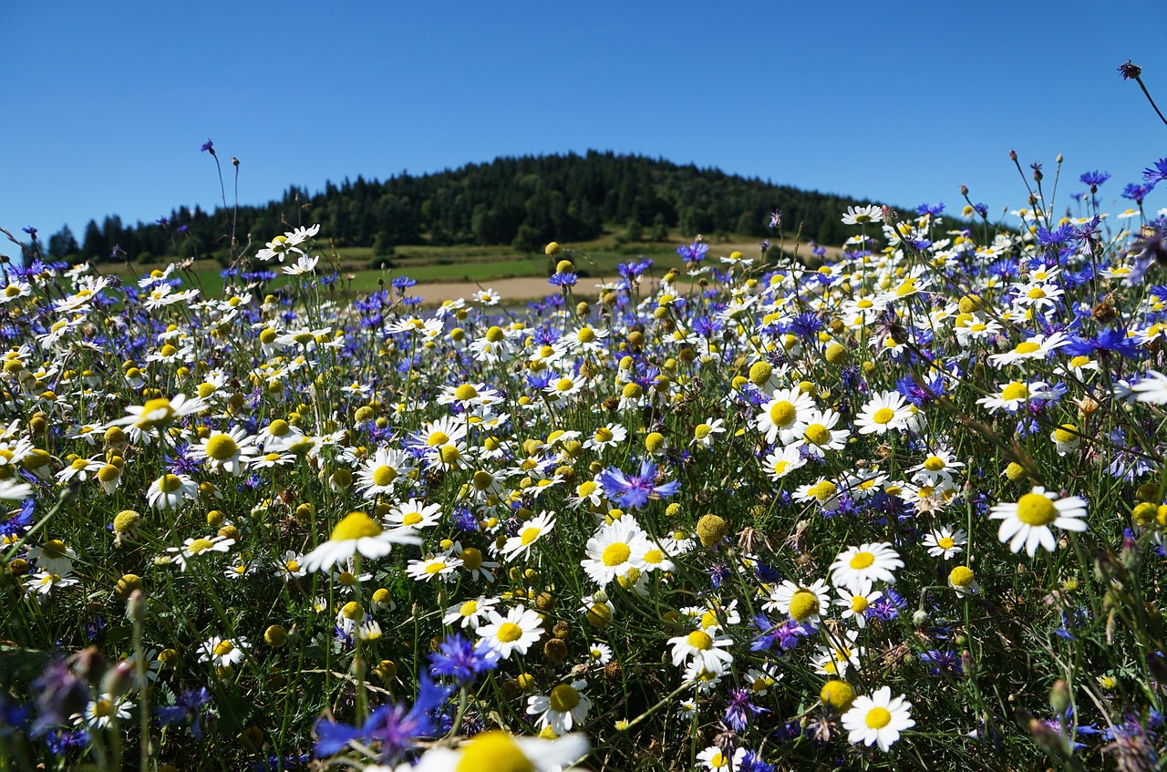 Pobūdį,  Gėlė,  Augalų,  Meadow,  Vasara,  Laukinių Gėlių,  Rugiagėlių,  Overnė,  Prancūzija,  Geltonos Laukinių Gėlių