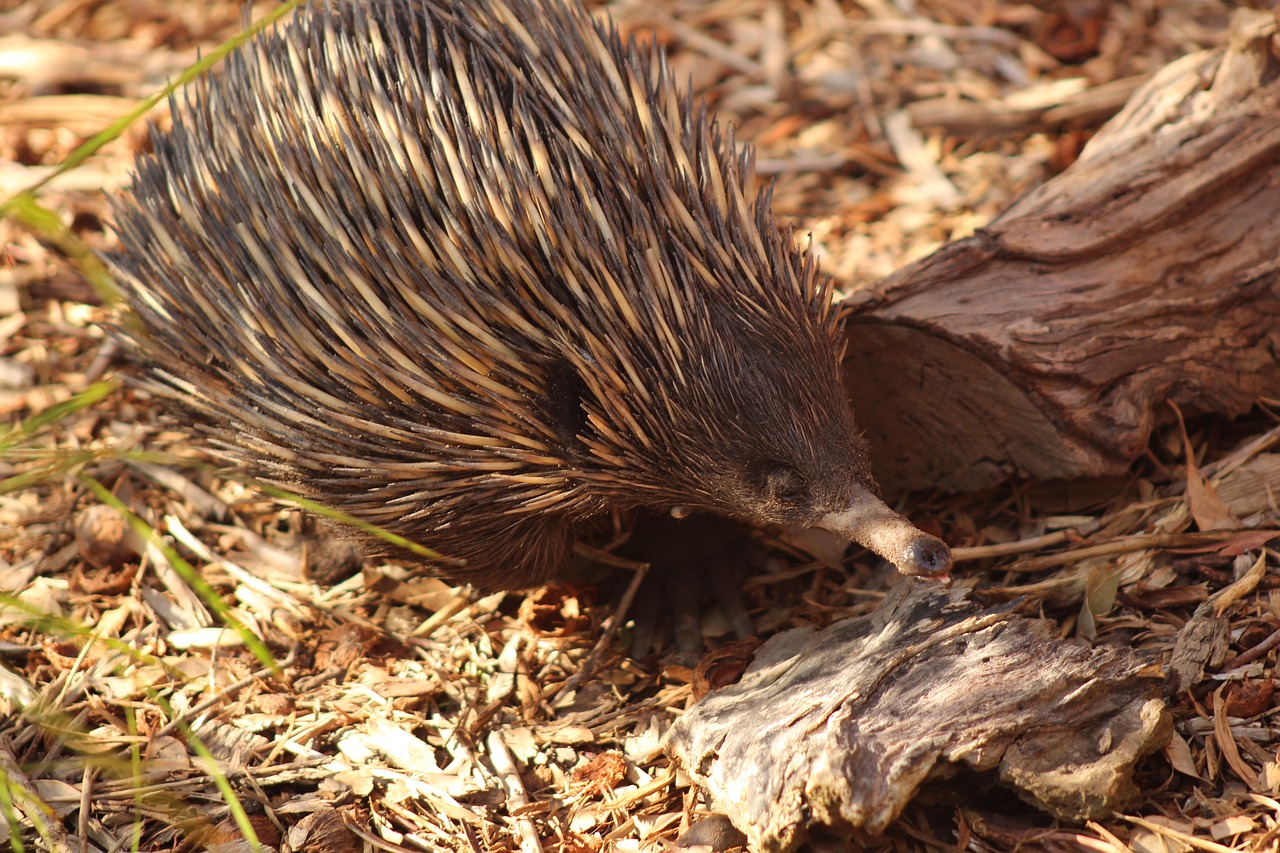 Pobūdį,  Gyvūnijos,  Lauke,  Echidna,  Australija,  Gyvūnas,  Gyvūnija,  Aussie,  Gimtasis, Nemokamos Nuotraukos