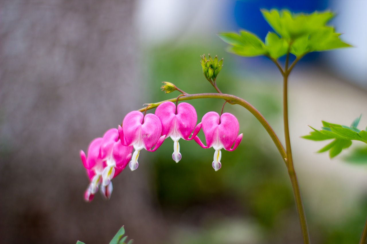 Pobūdį,  Gėlė,  Floros,  Lauke,  Lapų,  Žiedlapis,  Žydi,  Gražus,  Gėlių, Nemokamos Nuotraukos