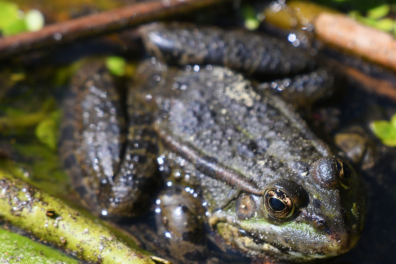 Pobūdį,  Varliagyvių,  Gyvūnas,  Varlė,  Gyvūnijos Pasaulyje,  Roplys,  Pasibjaurėtinas,  Iš Arti, Nemokamos Nuotraukos,  Nemokama Licenzija