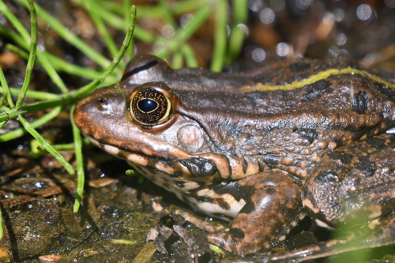 Pobūdį,  Varliagyvių,  Gyvūnas,  Varlė,  Gyvūnijos Pasaulyje,  Roplys,  Pasibjaurėtinas,  Iš Arti, Nemokamos Nuotraukos,  Nemokama Licenzija