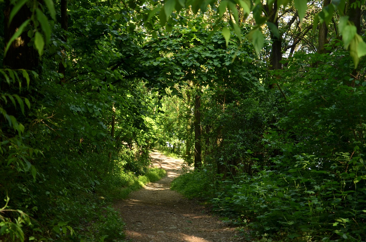 Pobūdį,  Medis,  Lapų,  Kraštovaizdis,  Floros,  Mediena,  Šaligatviu,  Vasara,  Lauke,  Parkas