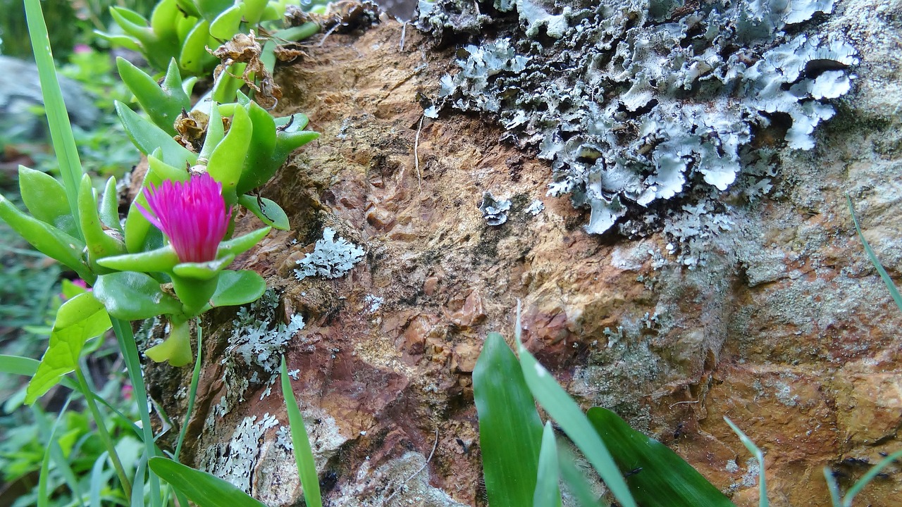 Pobūdį,  Floros,  Lapų,  Gėlė,  Sezonas,  Gražus,  Lauke,  Augimas, Nemokamos Nuotraukos,  Nemokama Licenzija