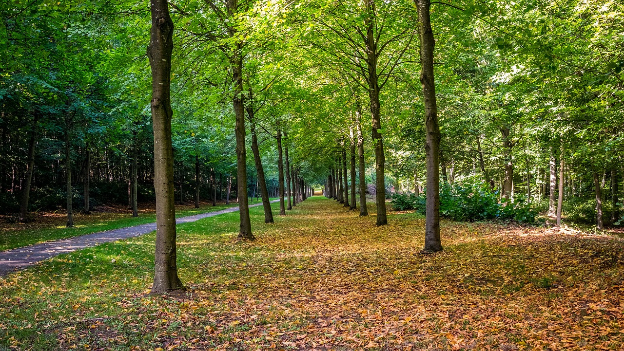 Pobūdį,  Medis,  Mediena,  Kraštovaizdis,  Lapų,  Sezonas,  Parkas,  Miškas,  Nė Vienas Asmuo,  Filialas