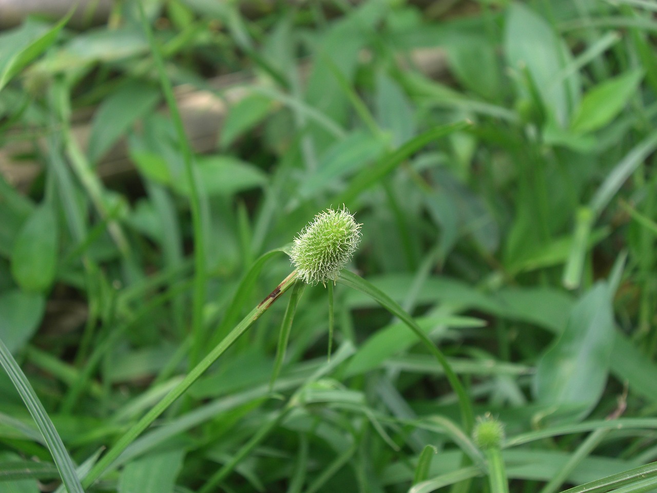 Pobūdį,  Floros,  Lapų,  Vasara,  Žolė,  Gėlė,  Blur,  Dėmesio,  Žalias,  Sodas