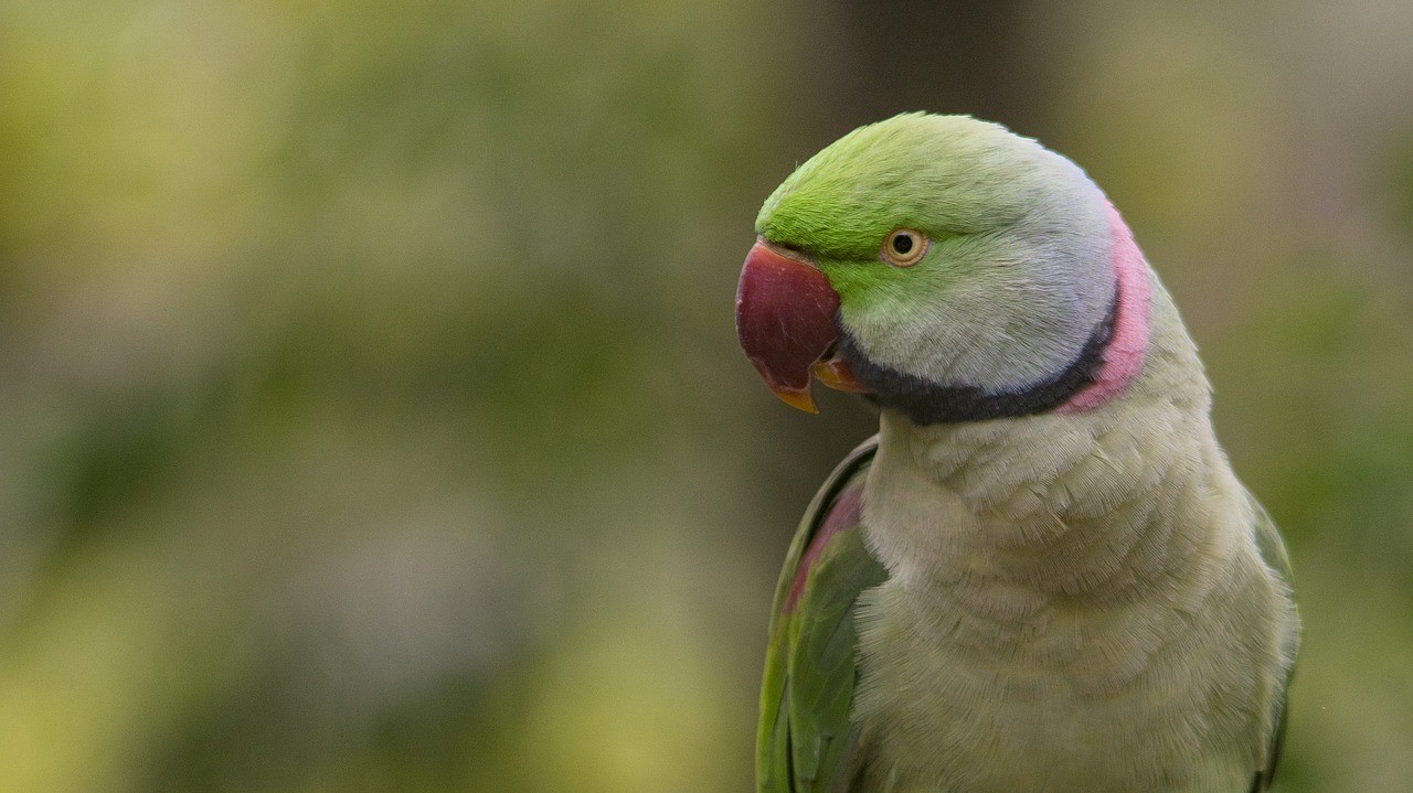 Pobūdį,  Paukštis,  Gyvūnas,  Gyvūnijos,  Snapas,  Sparnai,  Laukinių,  Parrot,  Spalva,  Lauko