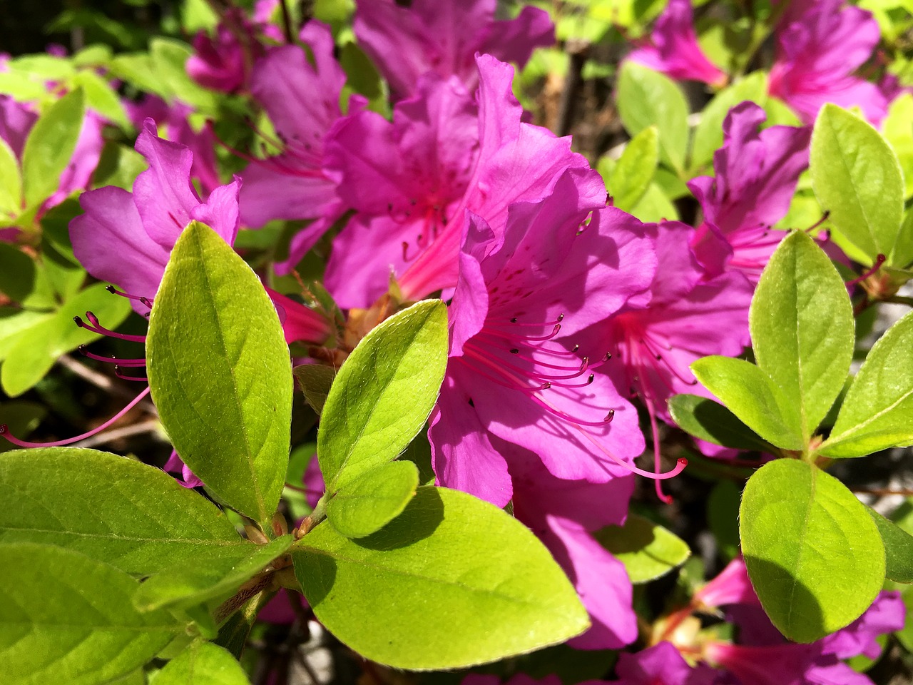 Pobūdį,  Gėlės,  Augalai,  Sodas,  Lapų,  Žydėjimo,  Žiedlapis,  Pavasaris, Nemokamos Nuotraukos,  Nemokama Licenzija