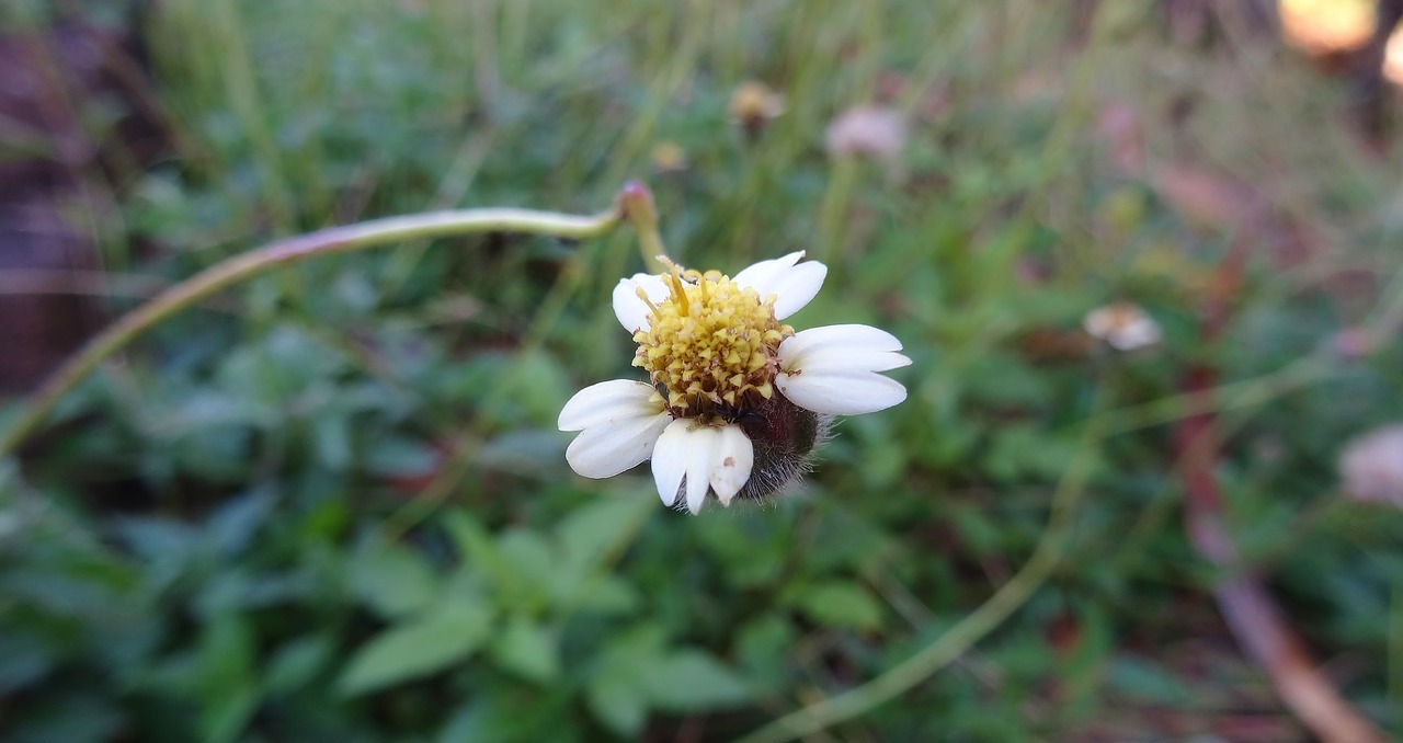 Pobūdį,  Gėlė,  Floros,  Vasara,  Lauke,  Žydi,  Gėlių, Nemokamos Nuotraukos,  Nemokama Licenzija