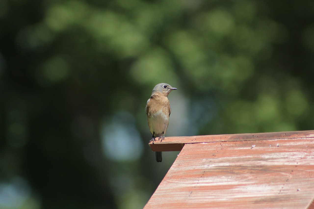 Pobūdį,  Lauke,  Paukštis,  Gyvūnijos,  Mažai,  Moteris Rytų Bluebird,  Gyvūnas,  Laukinių,  Mėlynas, Nemokamos Nuotraukos