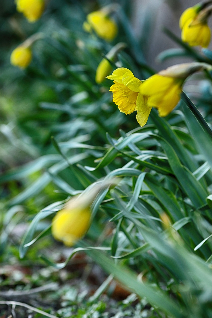 Pobūdį,  Lapų,  Floros,  Gėlė,  Sezonas, Nemokamos Nuotraukos,  Nemokama Licenzija