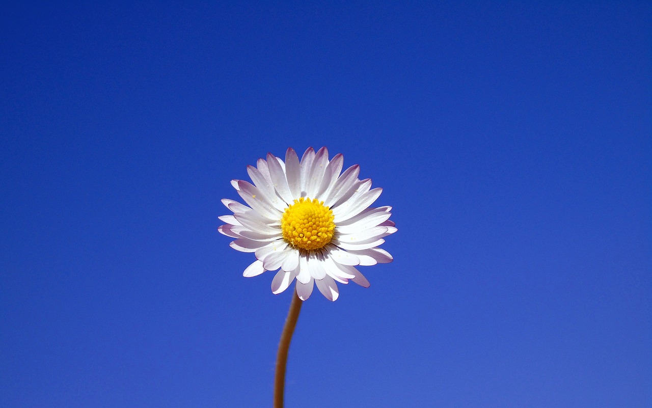 Pobūdį,  Vasara,  Gėlė,  Floros,  Šviesus,  Daisy,  Žiedas,  Pavasaris,  Augalų,  Sodas